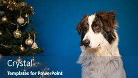  Presentation with dog christmas - Colorful presentation design enhanced with portrait-of-beautiful-shepherd-dog backdrop and a ocean colored foreground