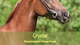  Presentation with horse - Presentation theme with leave marks - portrait of beautiful sorrel arabian background and a tawny brown colored foreground