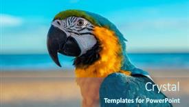  Presentation with parrot - Presentation design consisting of portrait-of-beautiful-yellow background and a ocean colored foreground