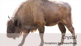  Presentation with bison - PPT theme featuring portrait of bison isolated background and a mint green colored foreground