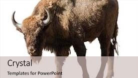  Presentation with bison - Presentation consisting of portrait of bison isolated background and a mint green colored foreground
