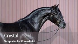  Presentation with pink black - Beautiful theme featuring portrait of black andalusian horse backdrop and a gray colored foreground