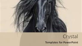  Presentation with horse - Beautiful PPT theme featuring portrait-of-black-andalusian-horse backdrop and a lemonade colored foreground