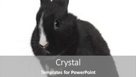  Presentation with black baby - Amazing presentation having portrait of black baby rabbit sitting in front of white background studio shot backdrop and a gray colored foreground