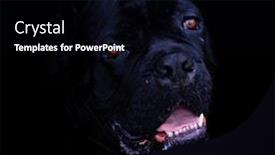  Presentation with cane - PPT layouts consisting of portrait of black cane-corso background and a black colored foreground