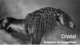  Presentation with white horse - Colorful PPT layouts enhanced with portrait of black frisian horse backdrop and a dark gray colored foreground