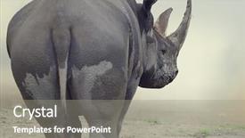  Presentation with black lives matter slogan - Audience pleasing presentation theme consisting of portrait of black rhinoceros walking backdrop and a gray colored foreground