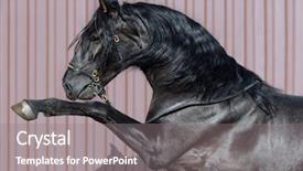  Presentation with pink black - Theme having portrait of black spanish horse background and a gray colored foreground