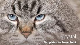  Presentation with masquerade - Beautiful PPT layouts featuring portrait-of-blue-eyed-male backdrop and a gray colored foreground