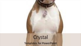  Presentation with boxer - PPT theme featuring portrait of boxer 14 years old sitting in front of white background background and a coral colored foreground