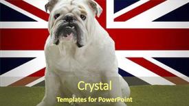  Presentation with union jack - Slides consisting of portrait of british bulldog sitting background and a tawny brown colored foreground