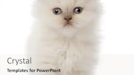  Presentation with british - PPT theme consisting of portrait of british longhair kitten 5 weeks old against white background background and a lemonade colored foreground