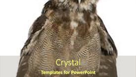  Presentation with old wood - Amazing PPT theme having portrait-of-brown-wood-owl backdrop and a violet colored foreground