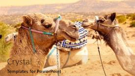  Presentation with camel - Presentation theme consisting of portrait-of-camel-in-morocco background and a yellow colored foreground