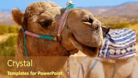  Presentation with camel - Slides consisting of portrait-of-camel-in-morocco background and a tawny brown colored foreground
