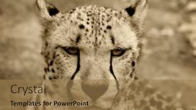  Presentation with cheetah - 