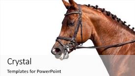  Presentation with white horse - Colorful presentation theme enhanced with dressage - portrait of chestnut horse isolated backdrop and a white colored foreground