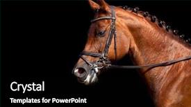  Presentation with horse - Audience pleasing presentation consisting of dressage - portrait of chestnut horse isolated backdrop and a black colored foreground