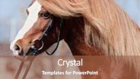  Presentation with welsh - Slide set consisting of portrait of chestnut welsh pony background and a tawny brown colored foreground