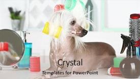  Presentation with grooming dog - Presentation theme having portrait of chinese crested dog background and a coral colored foreground