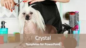  Presentation with medicina tradicional chinesa chinese herb - Beautiful PPT theme featuring portrait of chinese crested dog backdrop and a  colored foreground