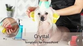  Presentation with chinese - Cool new theme with portrait of chinese crested dog backdrop and a coral colored foreground