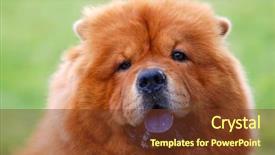  Presentation with pet grooming small dog - Presentation enhanced with portrait of chow chow dog background and a tawny brown colored foreground