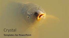  Presentation with swimming - PPT theme having portrait-of-common-carp-cyprinus background and a coral colored foreground