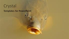  Presentation with asian carp - PPT theme featuring portrait-of-common-carp-cyprinus background and a coral colored foreground