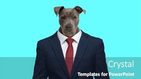  Presentation with navy blue - PPT layouts consisting of portrait-of-confident-business-dog background and a wine colored foreground