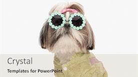  Presentation with pink green - Slide set enhanced with portrait-of-cool-shih-tzu background and a coral colored foreground