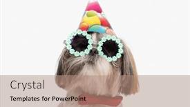  Presentation with cool - Theme featuring portrait-of-cool-shih-tzu background and a  colored foreground