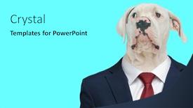  Presentation with american - PPT theme having portrait-of-curious-american-bulldog background and a arctic colored foreground