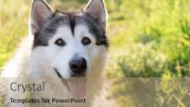  Presentation with cute - Theme having portrait-of-cute-alaskan-malamute background and a coral colored foreground