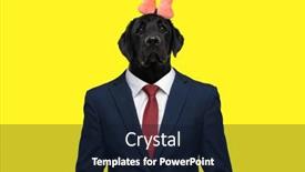  Presentation with black yellow - Slide deck enhanced with portrait-of-cute-black-labrador background and a wine colored foreground