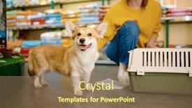  Presentation with dog - PPT theme with portrait-of-cute-corgi-dog background and a coral colored foreground