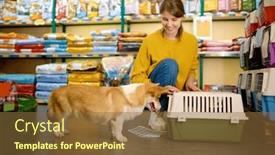  Presentation with dog - Slides with portrait-of-cute-corgi-dog background and a tawny brown colored foreground