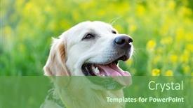  Presentation with floral - Amazing PPT theme having portrait-of-cute-dog backdrop and a tawny brown colored foreground