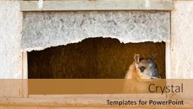  Presentation with lama - Amazing presentation theme having portrait of cute funny lama backdrop and a gold colored foreground