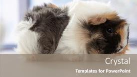 Presentation with guinea pig - Beautiful theme featuring portrait-of-cute-guinea-pig backdrop and a gray colored foreground
