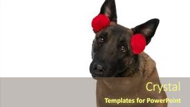  Presentation with cute - PPT theme consisting of portrait-of-cute-little-belgian background and a tawny brown colored foreground