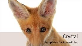  Presentation with anime cute japan cosplay - PPT theme featuring portrait of cute little fox background and a coral colored foreground