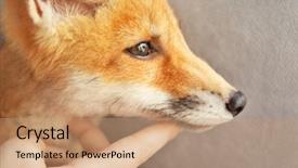  Presentation with fox - Audience pleasing slide deck consisting of portrait of cute little fox cub close up backdrop and a coral colored foreground