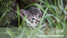  Presentation with kitten - Presentation enhanced with portrait-of-cute-little-kitten background and a seafoam green colored foreground