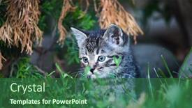  Presentation with kitten - Slides with portrait-of-cute-little-kitten background and a ocean colored foreground