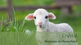  Presentation with grazing - PPT layouts with portrait of cute little lamb grazing in green spring meadow background and a seafoam green colored foreground