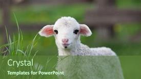  Presentation with grazing - PPT layouts enhanced with portrait of cute little lamb grazing in green spring meadow background and a tawny brown colored foreground