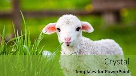  Presentation with grazing - Presentation consisting of portrait-of-cute-little-lamb background and a gold colored foreground