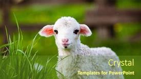  Presentation with grazing - PPT theme featuring portrait-of-cute-little-lamb background and a tawny brown colored foreground