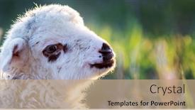  Presentation with grazing - Amazing slide set having portrait-of-cute-little-lamb backdrop and a coral colored foreground